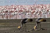 East African Crowned Cranes and Lesser Flamingo Lake Bogoria