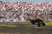 East African Crowned Cranes and Lesser Flamingo Lake Bogoria