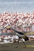 East African Crowned Crane and Lesser Flamingo Lake Bogoria