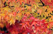 Liquidambar leaves in autumn Franche-Comté France