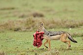 Jackal with the lungs into the mouth of Wildebeest Kenya