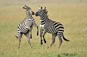 Two Plains Zebra playing in the Masai Mara NR Kenya