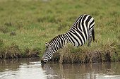 Zebra drinking in the Masai Mara NR Kenya