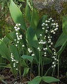 Lily-of-the-valley in bloom in a garden