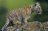 Young tiger on a rock