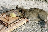 House mouse trapped 