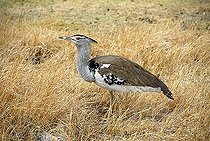 Kori Bustard (Ardeotis kori) in dry grassland Ngorongoro Crater Tanzania