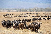 Big herd of Blue Wildebeests (Connochaetes taurinus) move through dry grassland Ngorongoro Crater Tanzania