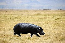 Hippopotame ; Hippo (Hippopotamus amphibius) wanders through dry grassland Ngorongoro Crater Tanzania