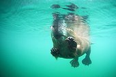 Eurasian Beaver swimming underwater in summer Savoie ; Festival International du Film Ornithologique de Ménigoute 2012 - Category Mammals<br>2nd prize