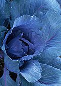 Red cabbage in a kitchen garden
