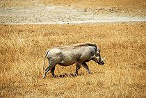 Phacochère occidental  ; Warthog (Phacochoerus africanus) runs through dry grassland Ngorongoro Crater Tanzania