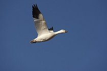 Snow Goose in flight Bosque del Apache New Mexico USA