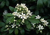 Mexican orange blossom in bloom in a garden