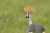Grey Crowned-Crane Conservation Area Ngorongoro Tanzania