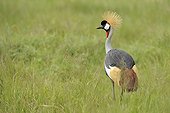 Grey Crowned-Crane Conservation Area Ngorongoro Tanzania