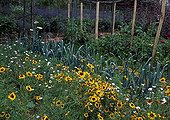 Golden tickseeds 'Bright Eye' in bloom in a kitchen garden