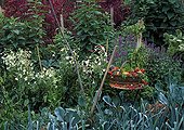Tobacco in bloom in a kitchen garden