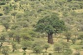 Landscape with Baobab tree in Tarangire NP Tanzania