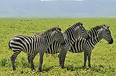 Three Zebras plain aligned Ngorongoro in Tanzania