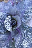 Red cabbage leaves covered with frost France 