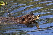 North American Beaver (Castor canadensis) building dam, Denali National Park, Alaska