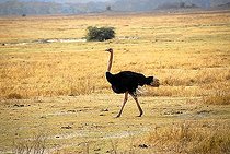 Male Ostrich (Struthio camelus) strides through dry grassland Ngorongoro Crater Tanzania