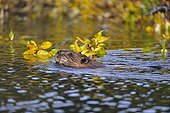 North American Beaver (Castor canadensis) swimming in a pond in the Denali National Park, Alaska