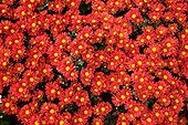 Chrysanthemum 'Paulista Red' in bloom in garden