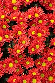 Chrysanthème 'Paulista Red' en fleur dans un jardin