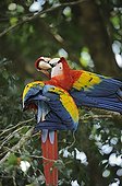 Scarlet Macaw couple grooming Costa Rica 