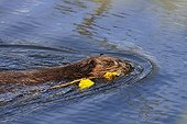 North American Beaver (Castor canadensis) building dam, Denali National Park, Alaska