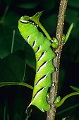 Privet Hawk-Moth (Sphinx ligustri) caterpillar, eating