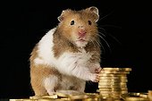 Golden hamster with euros