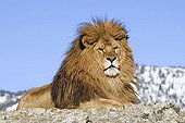 Male Barbary Lion (Panthera leo leo), extinct in the wild, lived in North Africa