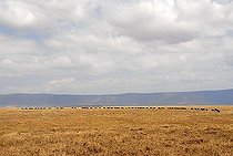 Herd of Blue Wildebeests (Connochaetes taurinus) move one after another in dry grassland Ngorongoro Crater Tanzania