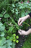 Weaving of Narcissus leaves in a garden