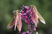 Pair of Elephant Hawk-moths (Deilephila elpenor) perched on a flower, Schwaz, North Tirol, Austria