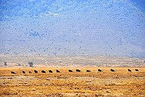 Herd of Blue Wildebeests (Connochaetes taurinus) move one after another in dry grassland Ngorongoro Crater Tanzania