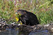 North American Beaver (Castor canadensis) building a dam in Denali National Park, Alaska, USA