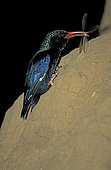 Green Wood Hoopoe (Phoeniculus purpureus) on a termite mound, Samburu Game Reserve, Kenya