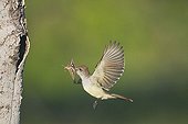 Brown-crested flycatcher (Myiarchus tyrannulus), adult in flight with sphinx moth prey, Sinton, Corpus Christi, Coastal Bend, Texas, USA