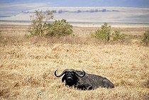 Buffle d'Afrique ; African Buffalo (Syncerus caffer) lies in dry grassland Ngorongoro Crater Tanzania