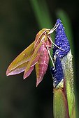 Elephant Hawk-moth (Deilephila elpenor) perched on a Siberian Iris (Iris sibirica), North Tirol, Austria