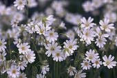 Stitchwort ; Stellaria holostea, Stitchwort