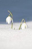 Snowdrop ; Galanthus nivalis, Snowdrop