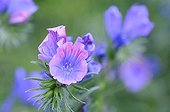 Viper's bugloss ; Echium plantagineum, Viper's bugloss