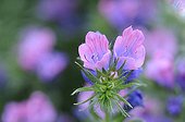 Viper's bugloss ; Echium plantagineum, Viper's bugloss