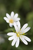 Stitchwort ; Stellaria holostea, Stitchwort, White subject.