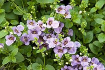 Capejewel 'Blue' in bloom in garden